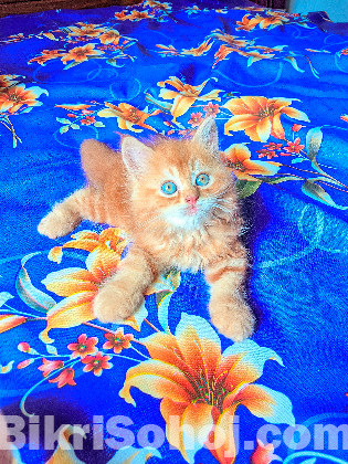 Persian baby for sale